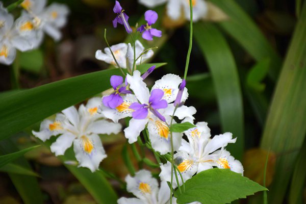 1月全国籽棉收购价同比上涨3.3%