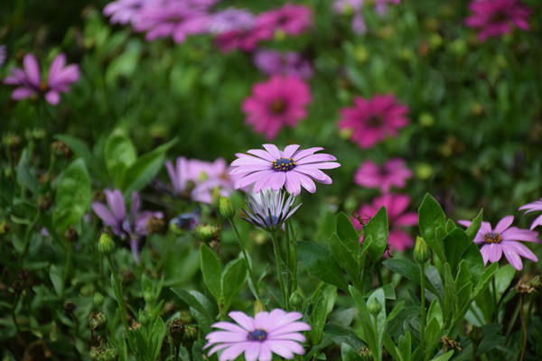 海南局联合相关部门部署博鳌亚洲论坛年会寄递安全服务保障工作
