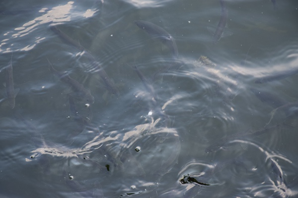 欧盟将发布《循环经济法》